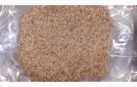 Продам тмин