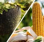 Продаємо гібриди кукурудзи та соняшнику Сингента, Лімагрейн, Лідея, Піонер, Массідс, РАЖТ