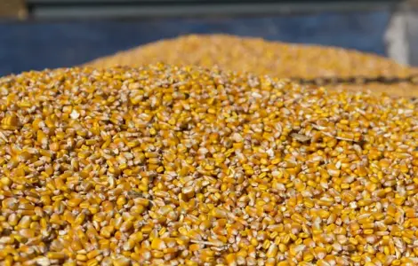 Постоянно закупаем зерновые отходы и некондицию