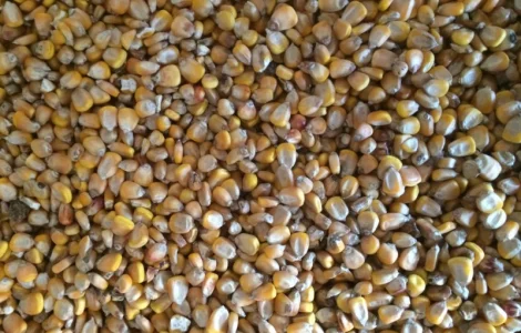 Кукурузу не классную, некондиционную, отходы 1 категории