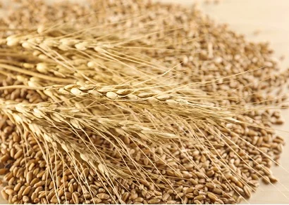 Зерноотходы зерновые, масличные, бобовые