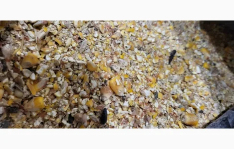 Купуємо некондиційну кукурудзу