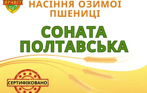 Насіння озимої пшениці "Соната полтавська"