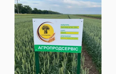 Пропонуємо насіння ярої пшениці Токата (СН-1)