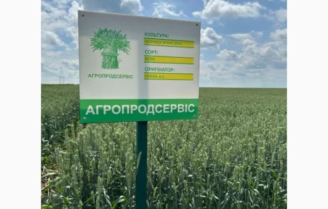 Пропонуємо насіння ярої пшениці Кітрі (СН-1)
