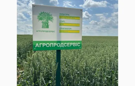 Продається насіння ярої пшениці Кітрі (СН-1)