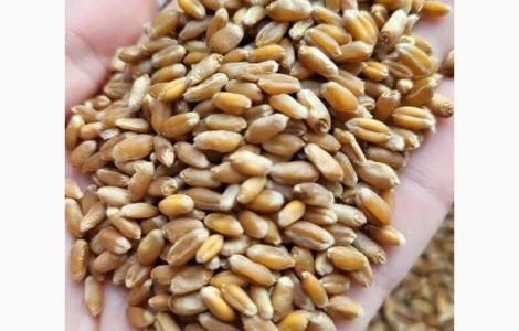 Продам пшеницу 2 класс