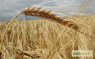 Закупим пшеницю