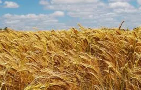 Семена озимой пшеницы МАТТУС Германия