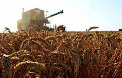 Семена пшеницы ЛЕННОКС 1 репрод