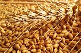 Семена пшеницы РАННЯЯ 93 элита 1 репрод