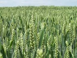 Семена пшеницы СТРУНА МИРОНОВСКАЯ элита 1 репрод