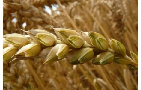 Пшениця тверда яра Ізольда еліта