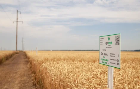 Елітне насіння озимої пшениці