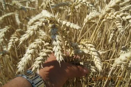 Насіння пшениці Катруся Одеська (ЕЛІТА) - продаж