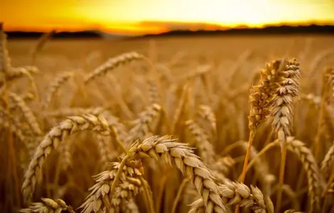 Насіння озимої пшениці Шпалівка в продажу
