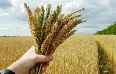 Купівля пшениці (2/3/4 клас) в м. Львів