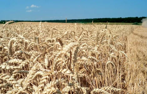 Купівля пшениці (2/3/4 клас) в м. Рівне