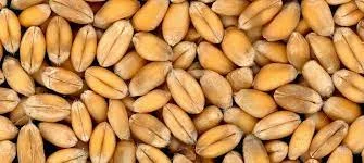 Купляємо пшеницю ( 2/3/4 клас) Хмельницька область