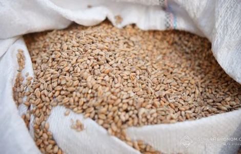 Закупляємо пшеницю ( 2/3/4 клас) Полтавська область