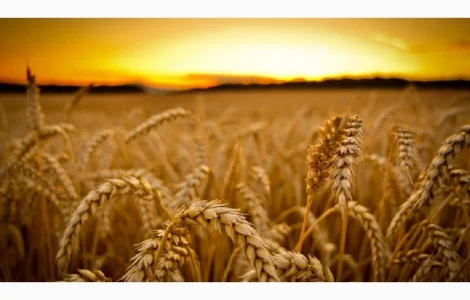 Закупляємо пшеницю ( 2/3/4 клас) Житомирська область