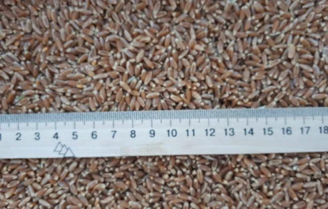 Пшеница 4 кл 3500 тонн