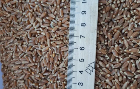 Пшениця 2 кл 2000 тонн