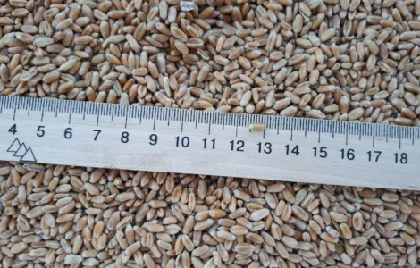 Пшеница 3 кл 3000 тонн