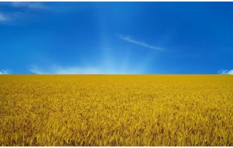 Куплю пшеницу 2