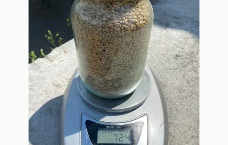 Продаємо пшеницю від 1 тонни