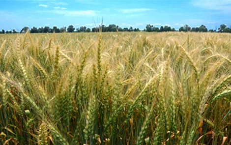 Пшениця спельта Евріка, супер еліта