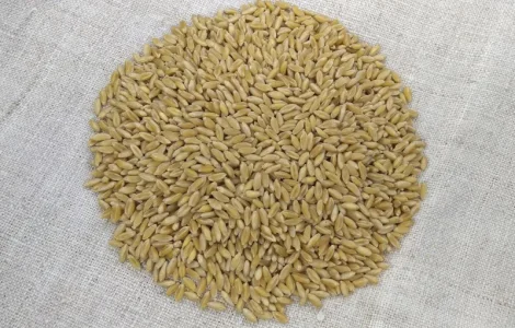 Насіння пшениці ярої