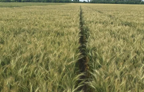 Насіння пшениці озимої Яліта