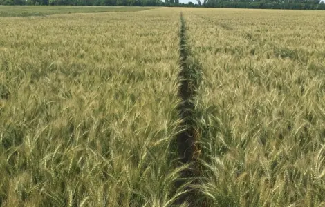 Продажа семян озимой пшеницы Яліта