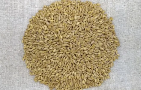 Насіння пшениці ярої