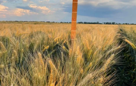 Пшениця м'яка озима Слава Унави