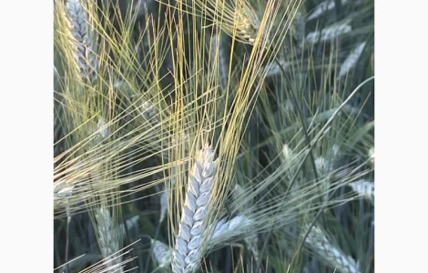 Насіння пшениці твердої