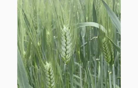 Насіння пшениці твердої Нащадок