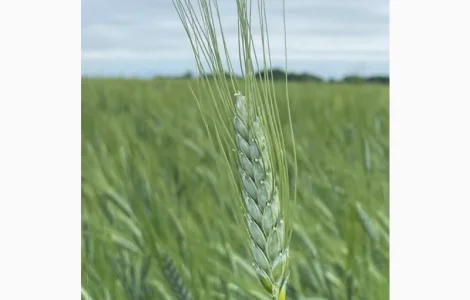 Насіння пшениці ярої