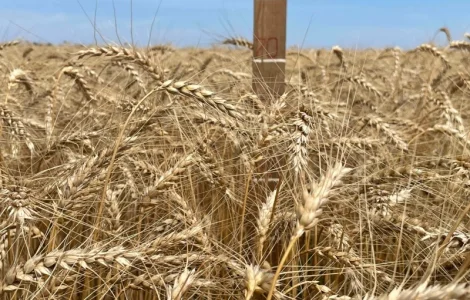 Насіння пшениці ярої МІП Візерунок, еліта