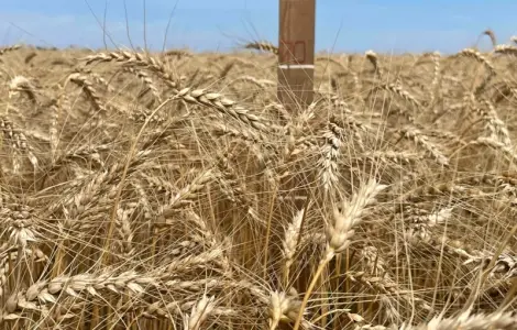 Насіння ярої пшениці МІП Візерунок