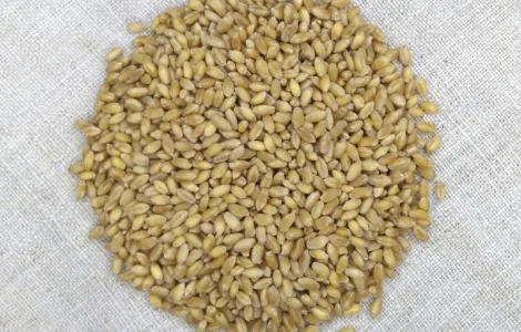 Насіння пшениці твердої Чадо