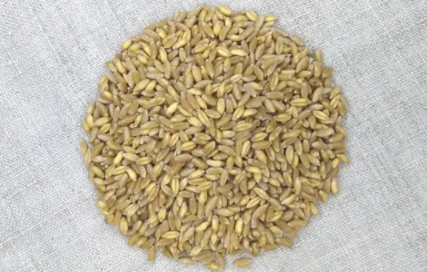 Пшениця тверда озима Назим, РР.НН.С