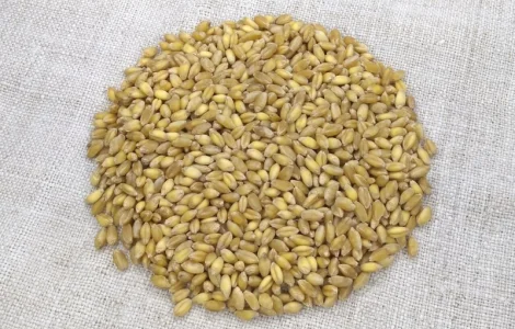 Насіння пшениці ярої твердої Деміра