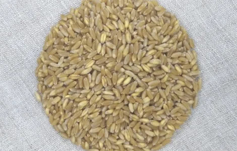 Пшениця тверда озима, Прима Унави, рр.нн.с