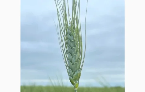 Насіння пшениці ярої