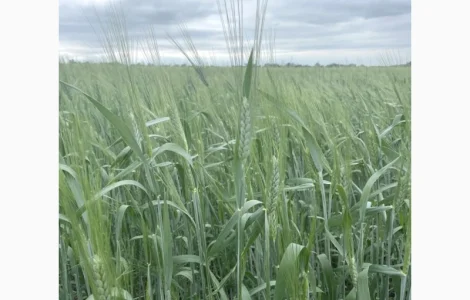 Насіння пшениці твердої ярої Династія