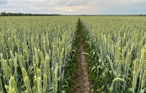 Насіння пшениці ярої Дубравка