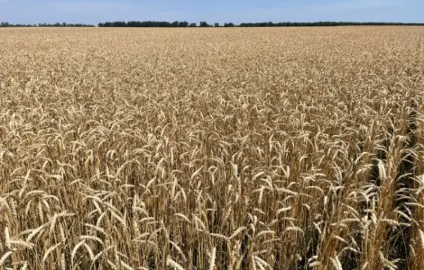 Насіння ярої пшениці у продажу