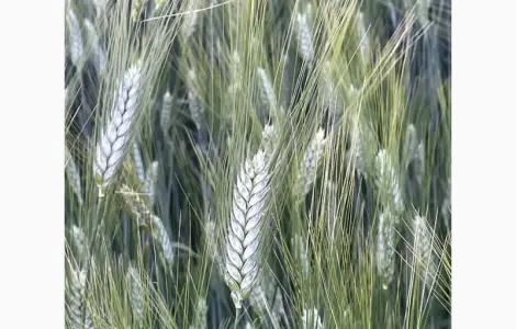 Насіння пшениці ярої твердої Деміра – продаж